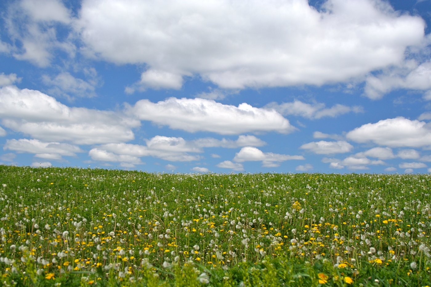 A summer meadow near the Jordan River in Antrim County, Michigan, close to Alba